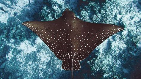 brown ray fish